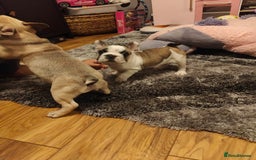 French Bulldog dogs for sale: KC reg French bulldog puppies ready now  - Image 1
