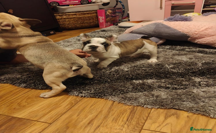 French Bulldog dogs - Advert 6