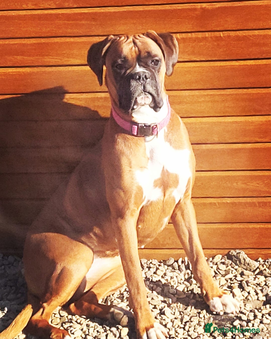 Gallery Image {{count}}