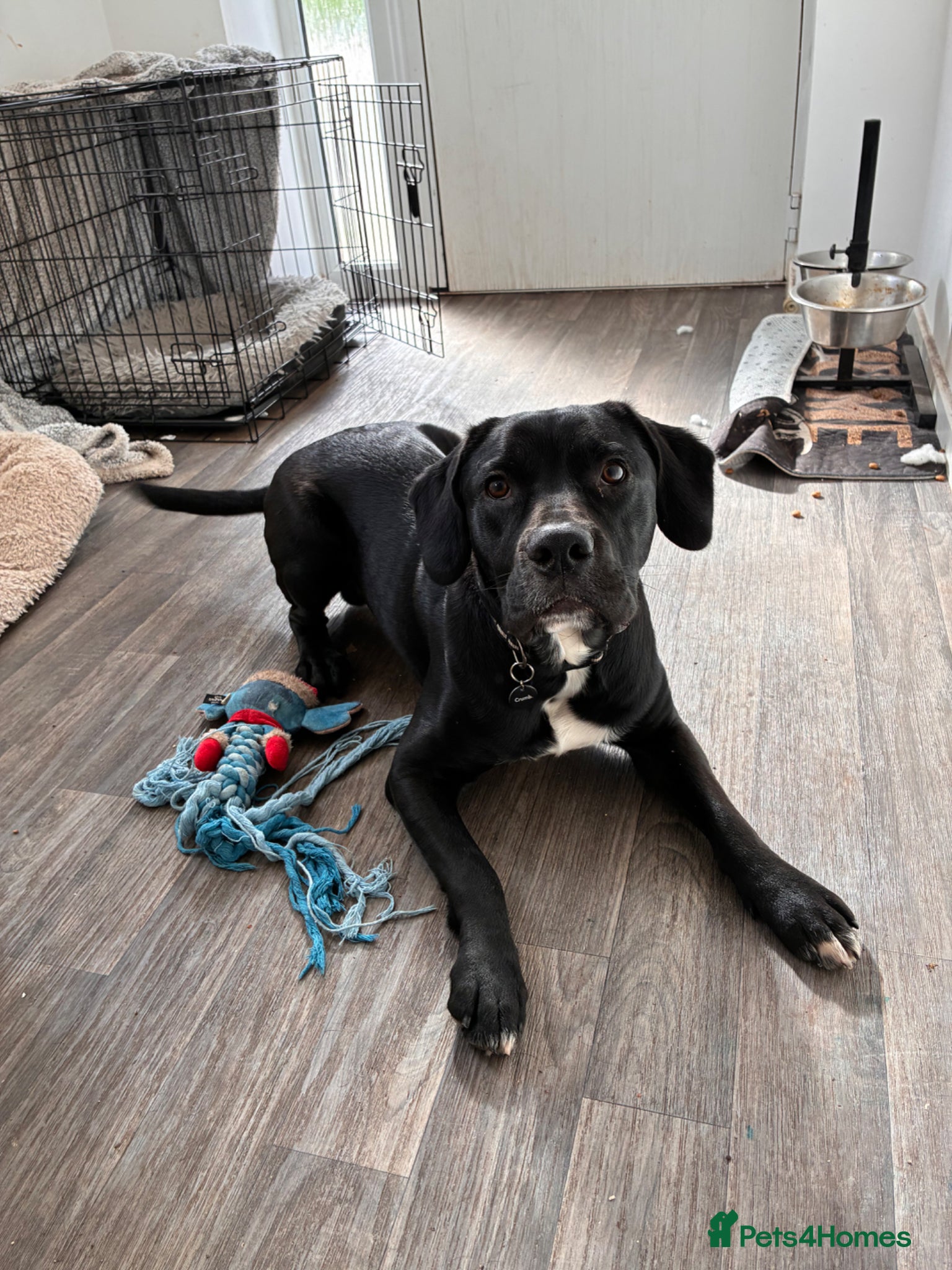 Mixed Breed dogs Axel cane corso cross  - Advert 5