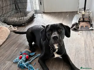 Mixed Breed dogs Axel cane corso cross - Advert 5