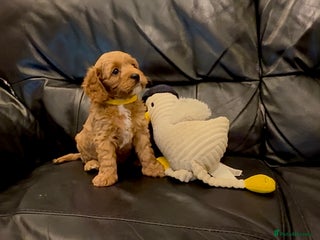 Cavapoo dogs - Advert 21