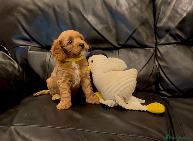 Cavapoo dogs - Advert 15