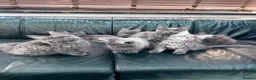 Maine Coon cats for sale: Maine Coon Kittens XXL – Blue. Beautiful - Advert 10