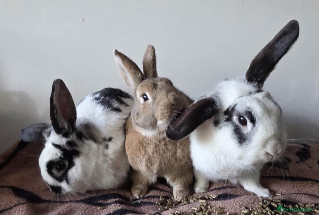 Mixed Breed rabbits 3 bonded boys  - Advert 1