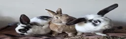 Mixed Breed rabbits for sale: 3 bonded boys  in Andover - Advert 1