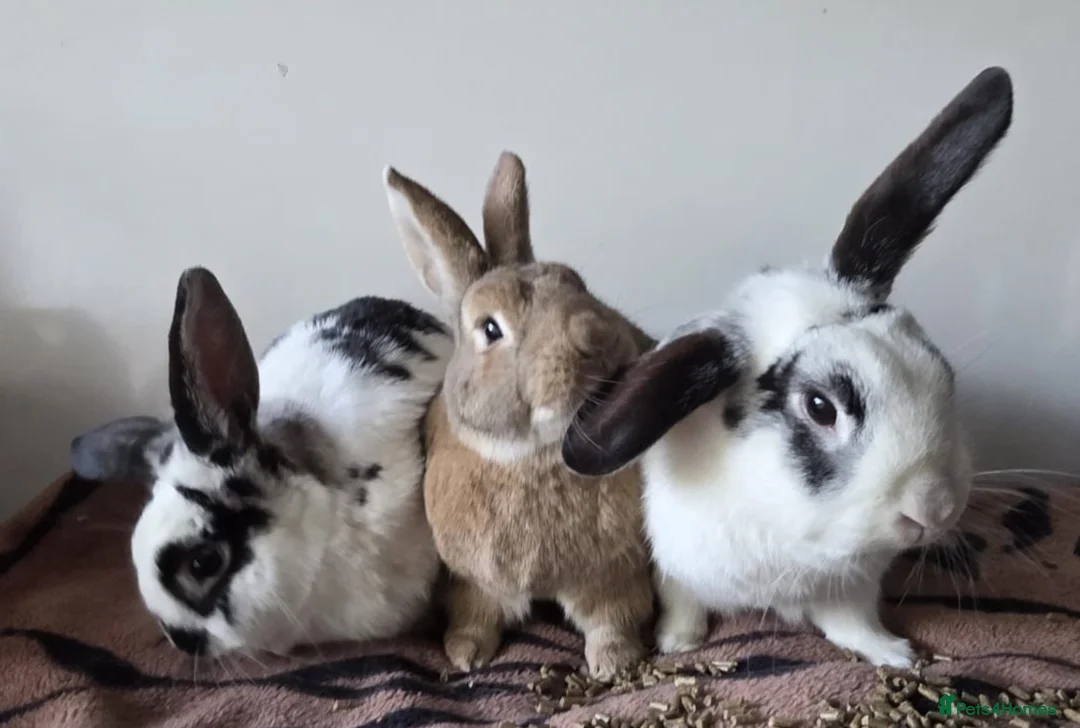 Mixed Breed rabbits for sale: 3 bonded boys  in Andover - Advert 1