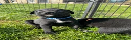 Borador dogs for sale: Beautiful Collie Cross Labrador Puppies  - Advert 22