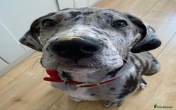 Great Dane dogs for sale: Lovely Female Great Dane Puppy - Image 3