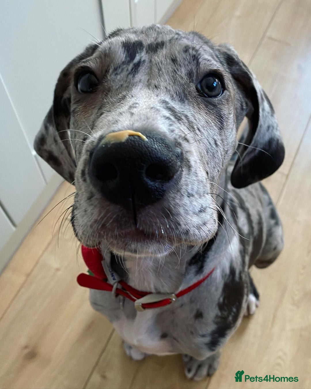 Great Dane dogs for sale: Lovely Female Great Dane Puppy - Image 3
