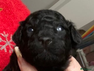 Toy Poodle dogs Black toy poodle male puppy excellent pedigree - Advert 11