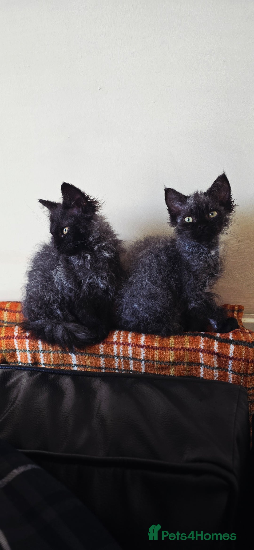 LaPerm cats for sale: 2 male Laperm mix kittens, curly haired - Advert 18