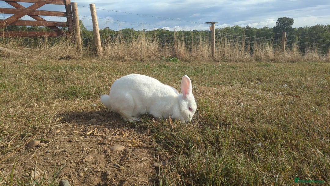 New Zealand rabbits for sale: 🐰 New Zealand White Rabbits – Friendly, Healthy🐰 - Image 19