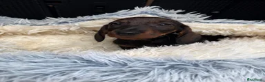 Dachshund 1