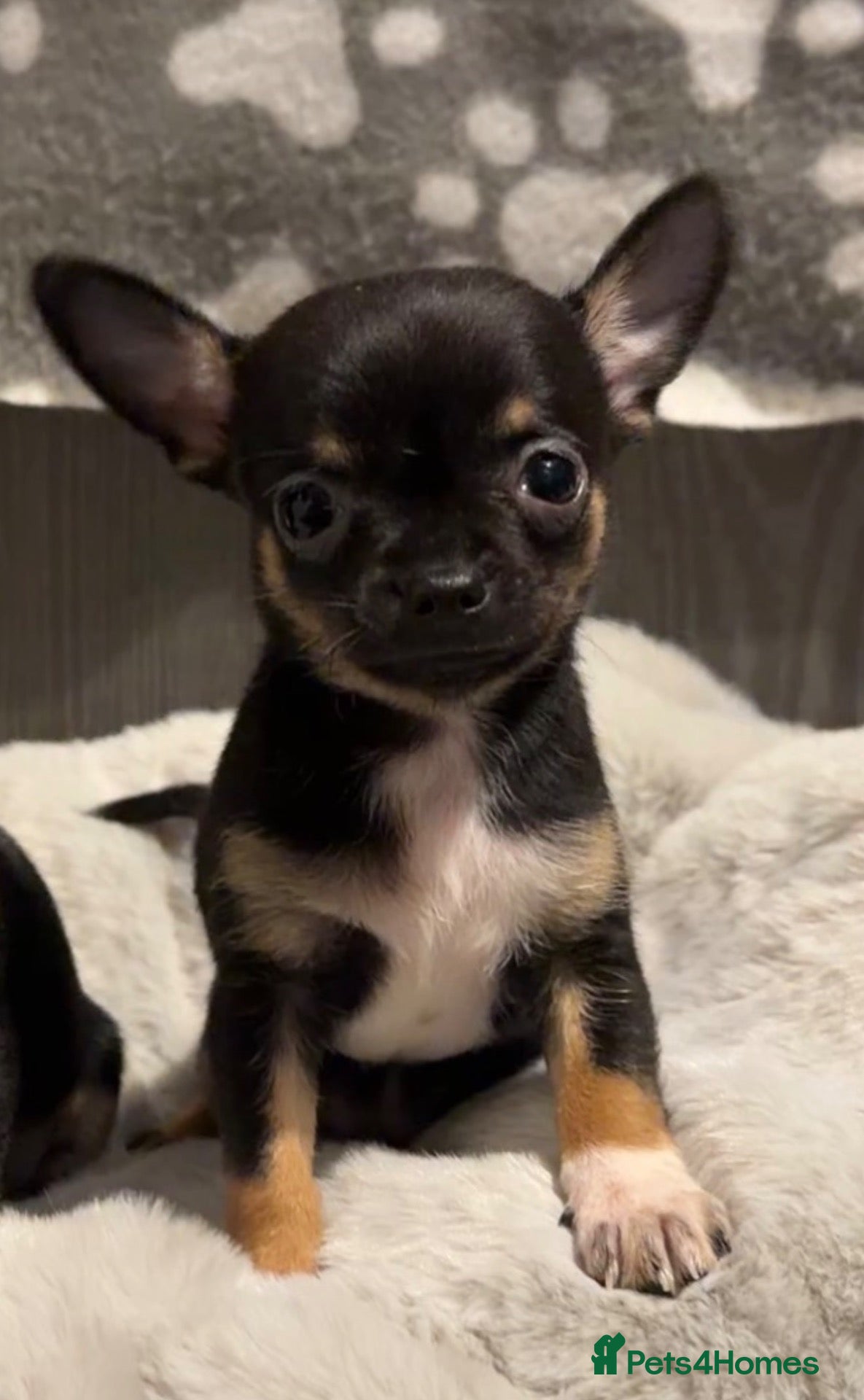 Chihuahua dogs Reduced boy Full chihuahua  - Advert 1