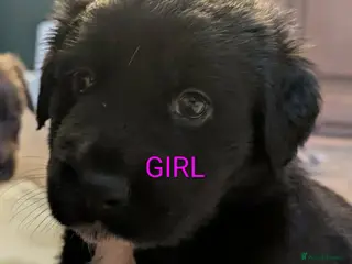 Mixed Breed dogs German shepherd cross spaniel/staff - Advert 14