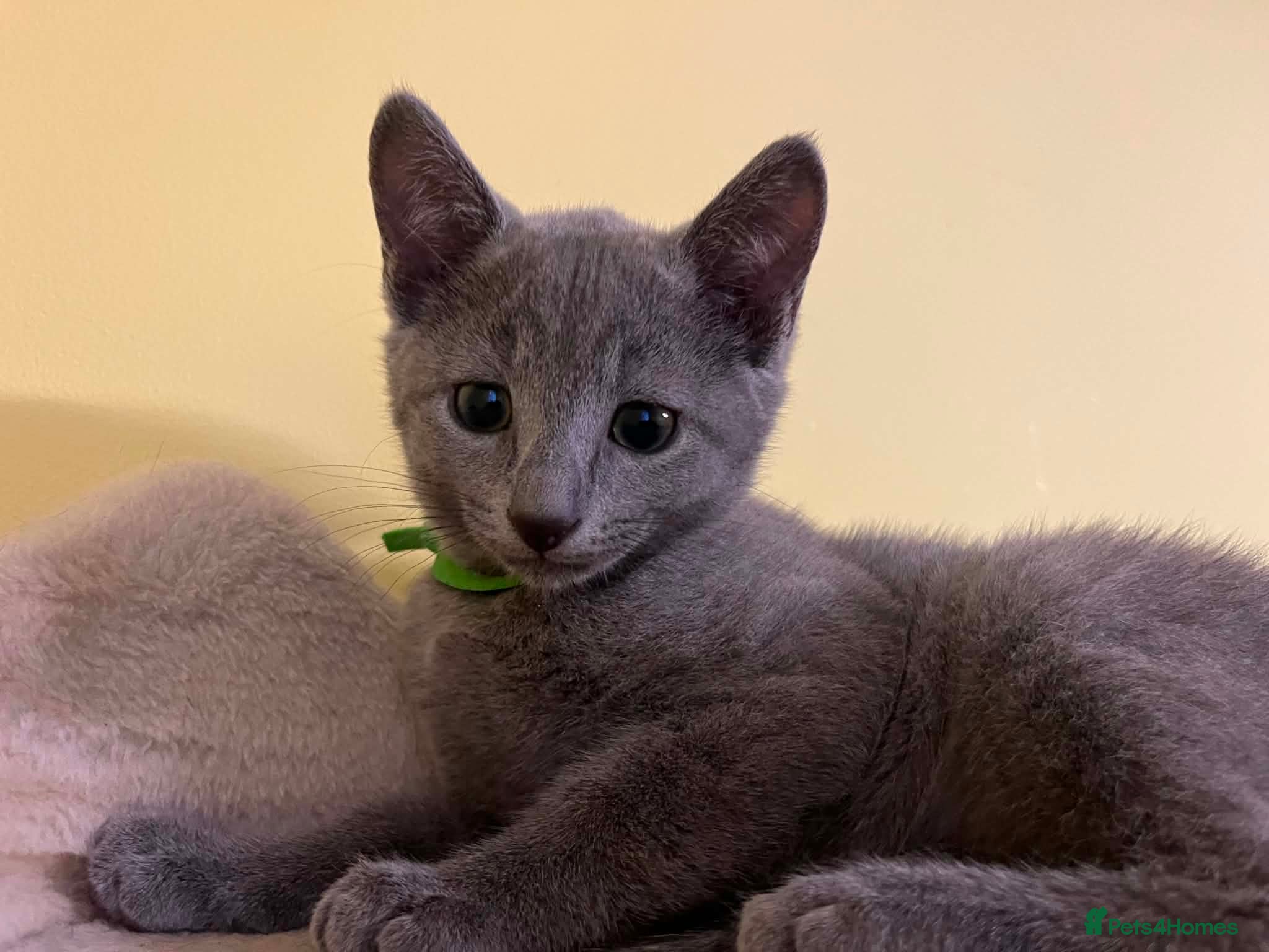 Russian Blue cats TICA REGISTERED Pure Breed Russian Blue Kittens - Advert 1