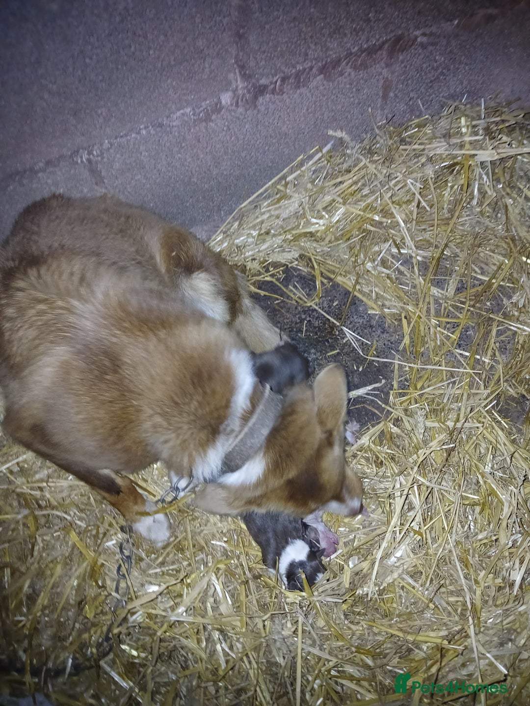 Mixed Breed dogs for sale: brown collie puppies (1 black) - Advert 3