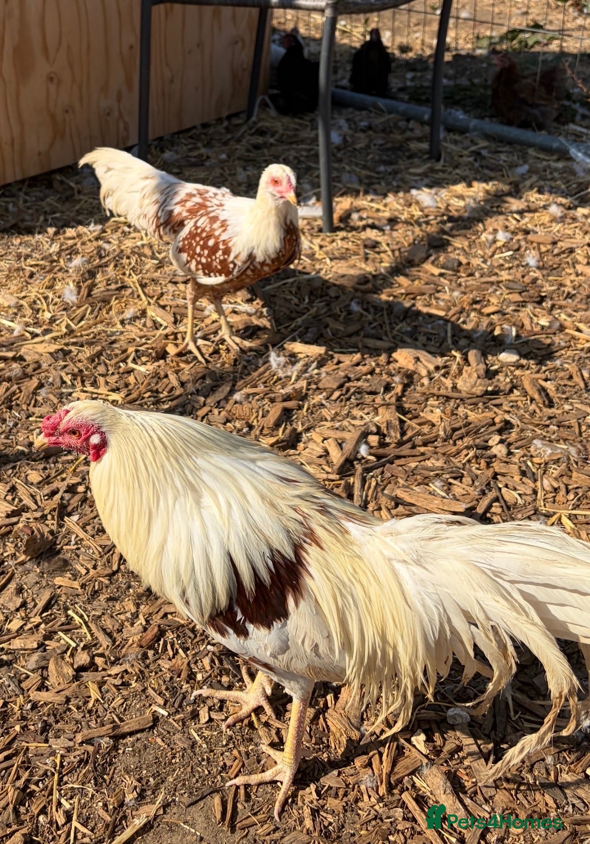 Chickens poultry for sale: Pair of Yokohama Bantam   - Advert 2