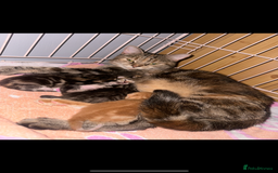 Mixed Breed cats for sale: Kittens, stunning litter of fur babies  - Image 8