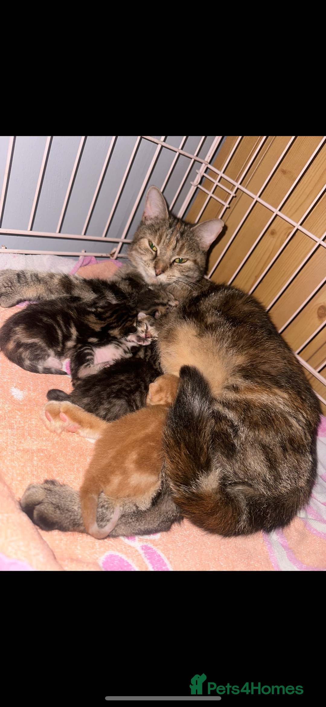 Mixed Breed cats for sale: Kittens, stunning litter of fur babies  - Image 8