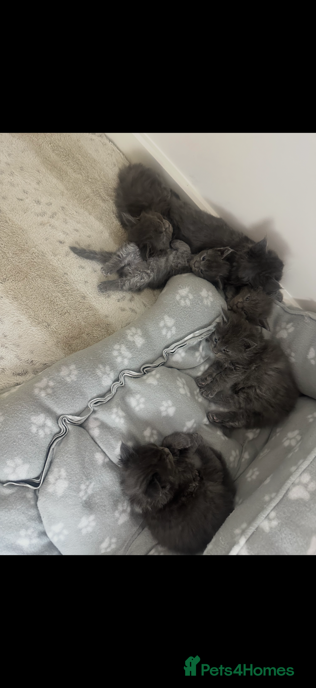 Maine Coon cats for sale: Maine coon kittens full breed xl dad blue/smoked  - Advert 9