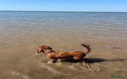 Cavalier King Charles Spaniel dogs for sale: Ruby red King Charles cavalier  - Image 2