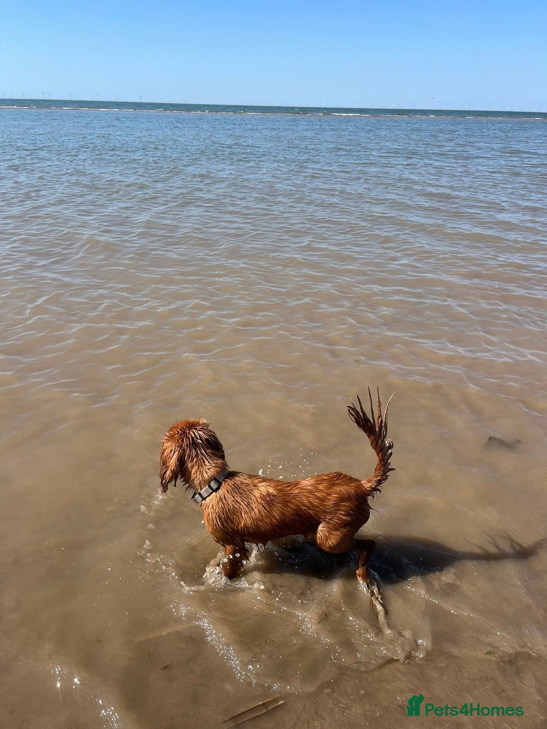 Cavalier King Charles Spaniel dogs for sale: Ruby red King Charles cavalier  - Image 2