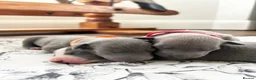 Italian Greyhound dogs for sale: Outstanding KC reg Italian greyhound puppies  - Advert 10
