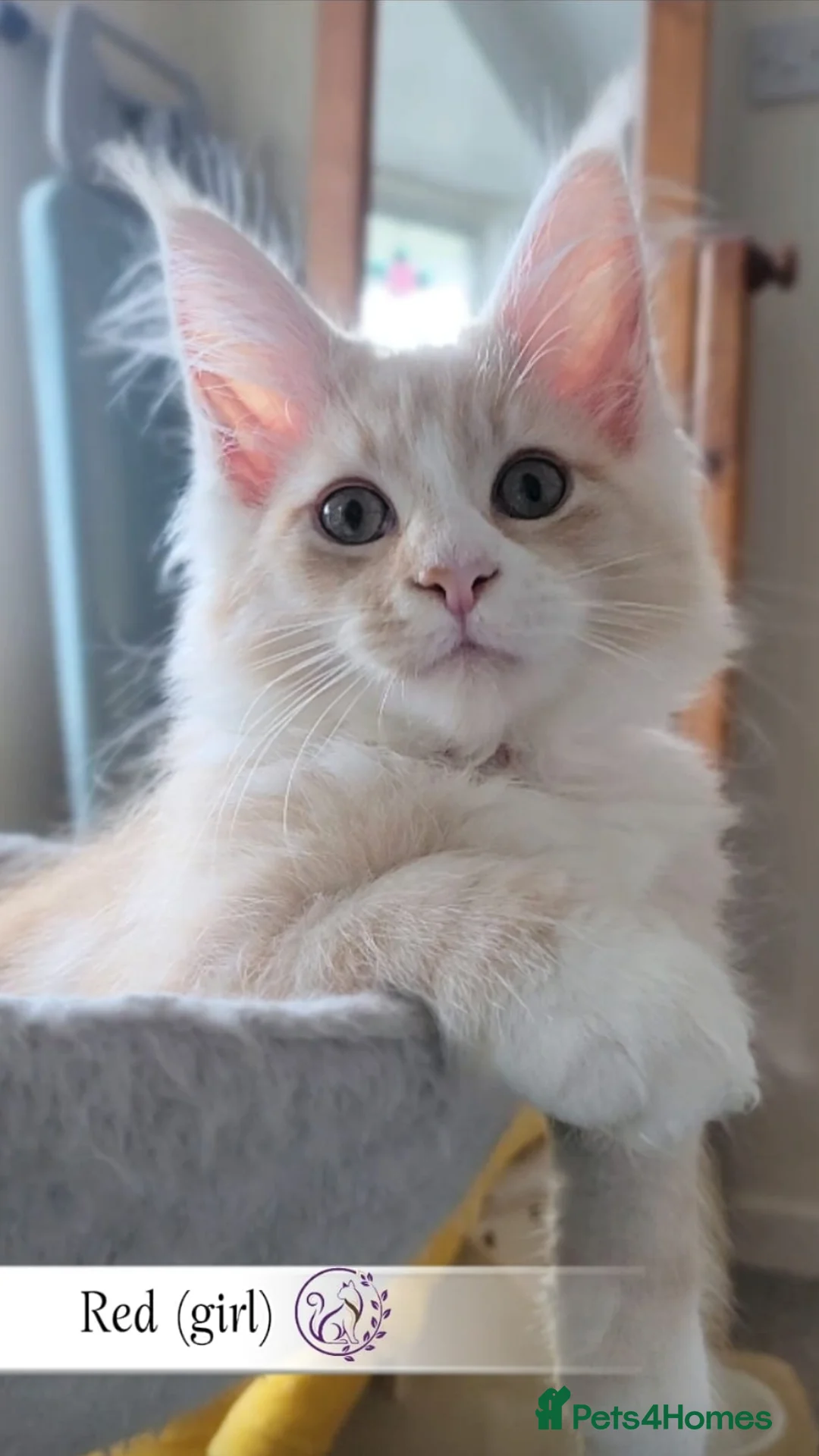 Maine Coon cats for sale: Maine Coon kittens TICA registered  - Advert 6