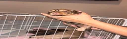 Mixed Breed dogs for sale: Schweenies looking for their forever home in Prescot - Advert 2