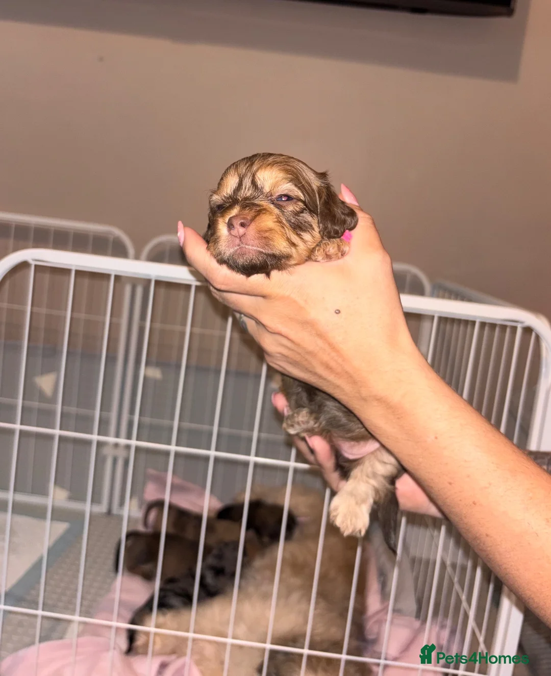 Mixed Breed dogs for sale: Schweenies looking for their forever home in Prescot - Advert 2