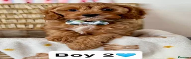 Cavapoo 1