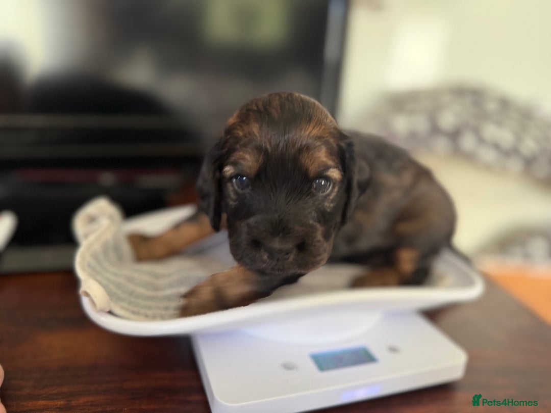 Cocker Spaniel dogs for sale: Beautiful Cocker Spaniel Litter  - Advert 2