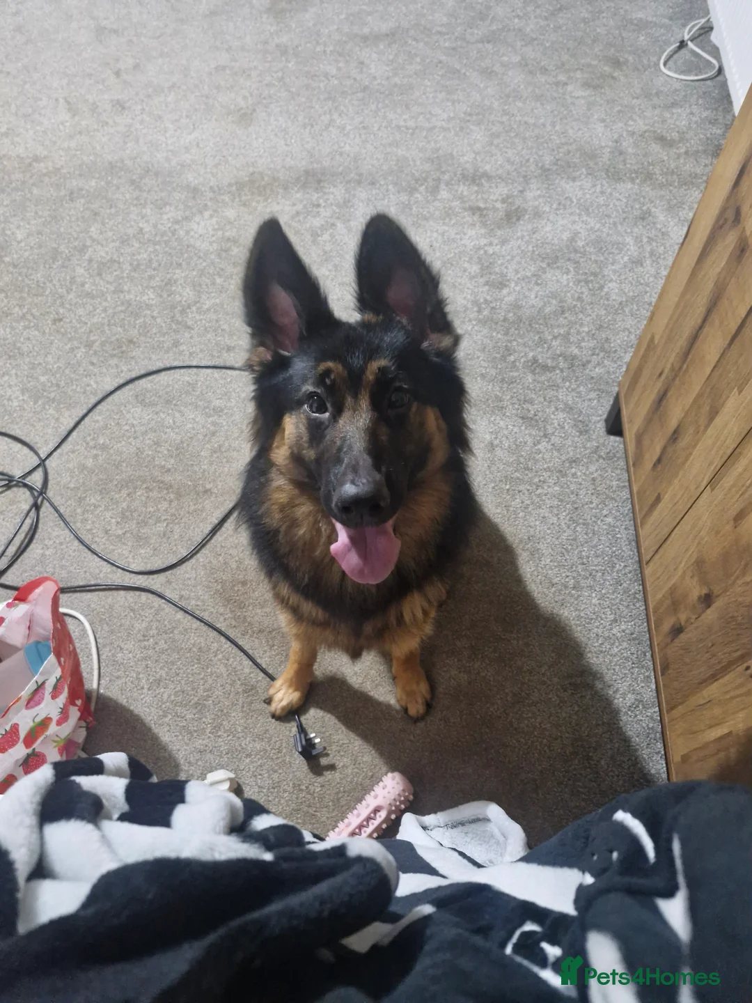 German Shepherd dogs for sale: Female Long Hair German Shepherd - Advert 1