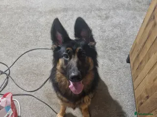 German Shepherd dogs Female Long Hair German Shepherd - Advert 2