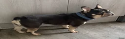 French Bulldog dogs for sale: Take me home!! - Advert 3