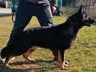 German Shepherd dogs DDR Working Line GSD Puppies Rare Working Lines - Advert 1