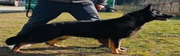 German Shepherd dogs for sale: DDR Working Line GSD Puppies Rare Working Lines - Advert 1