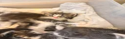 Perdoll cats for sale: Beautiful perdoll kittens available  in Birkenhead - Advert 9