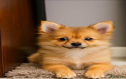 Pomeranian dogs for sale: Tilly the Show quality Pomeranian.  - Image 3