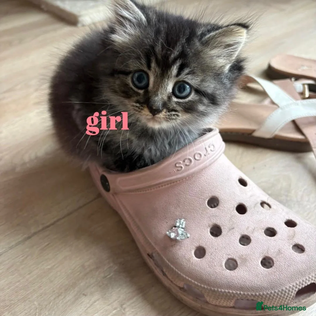 Mixed Breed cats for sale: Pure persian&tabby in Nuneaton - Advert 2