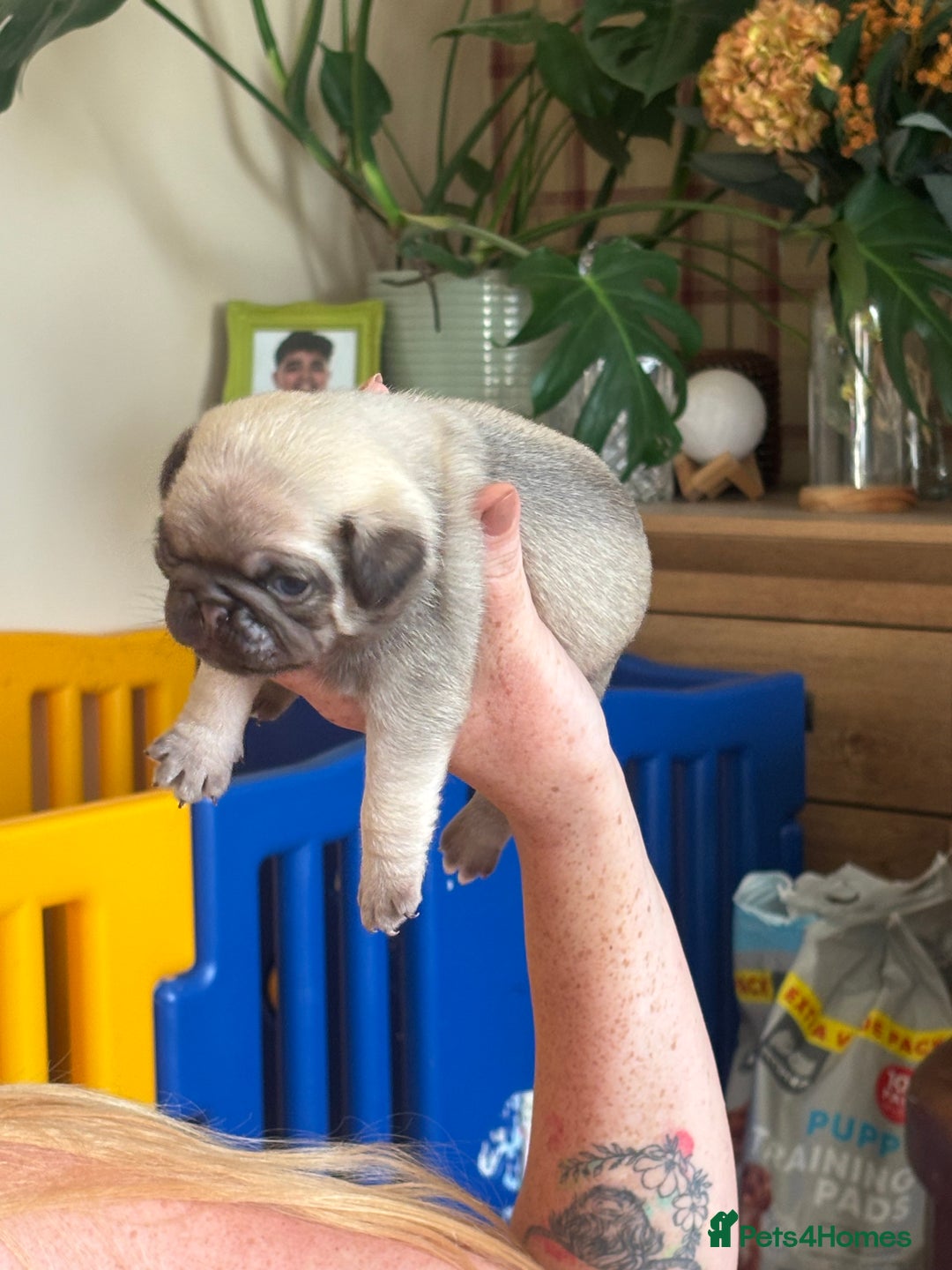 Pug dogs for sale: 4 Puppy Pugs - Image 2