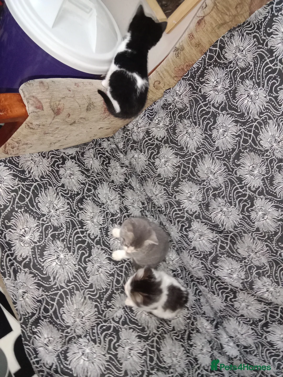 Mixed Breed cats for sale: Imran - Advert 7