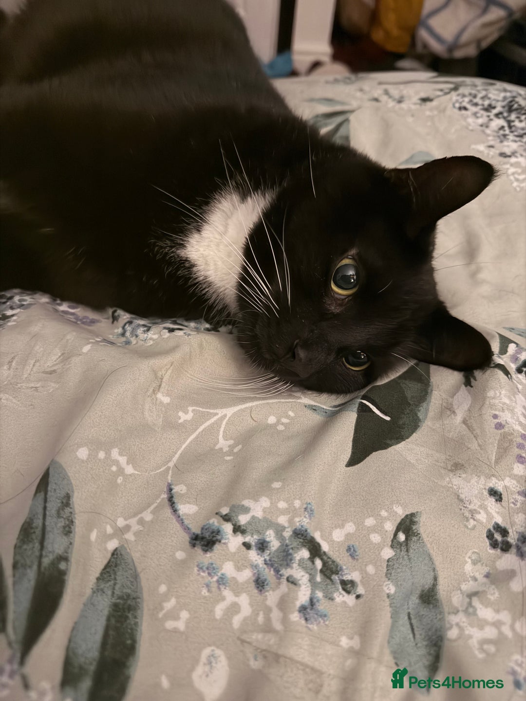 Mixed Breed cats for sale: My 5 year old boy bandit  - Advert 1