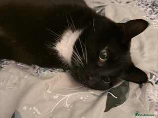 Mixed Breed cats My 5 year old boy bandit - Advert 1