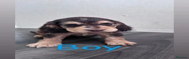 Cocker Spaniel 5