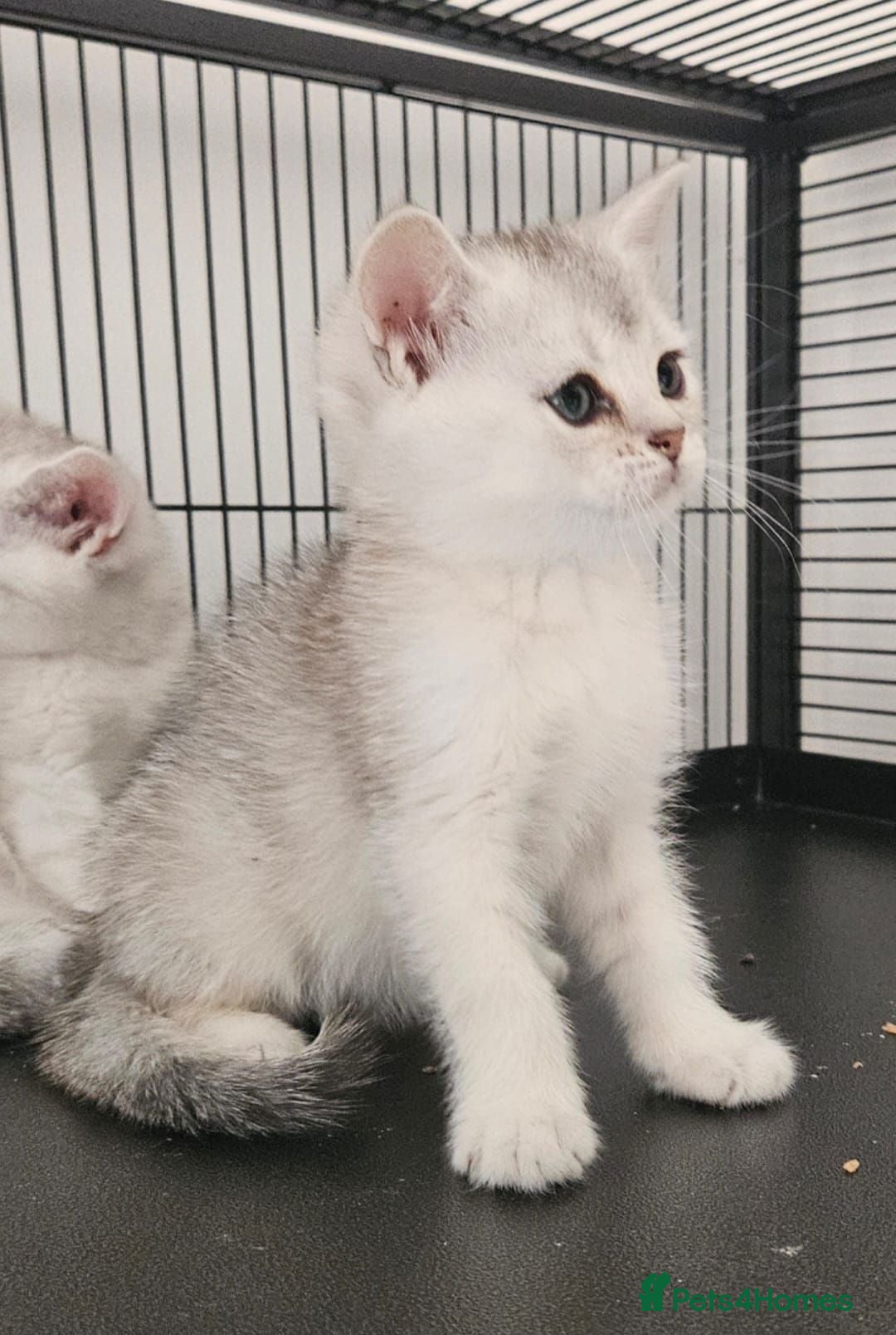British Shorthair cats Beautiful choice of BSH Kittens - Advert 1