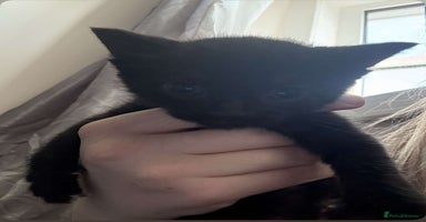 Mixed Breed cats - Advert 3
