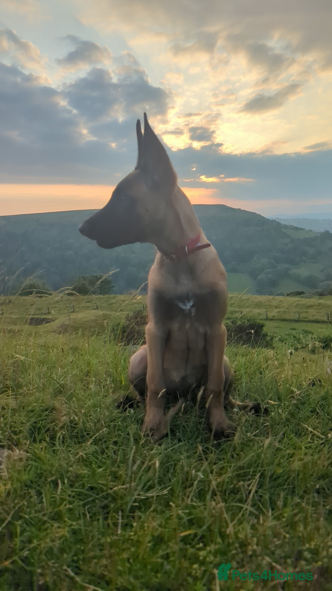 Belgian Shepherd Dog dogs for sale: Rehoming  - Image 4